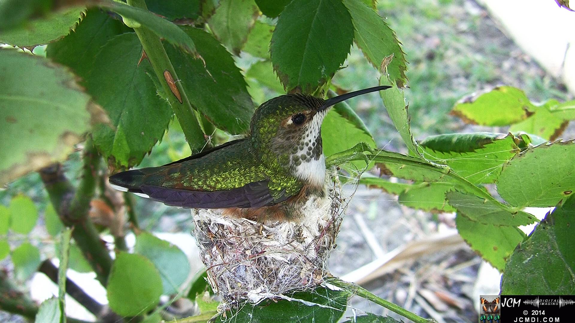 Allen's Hummingbird Nest